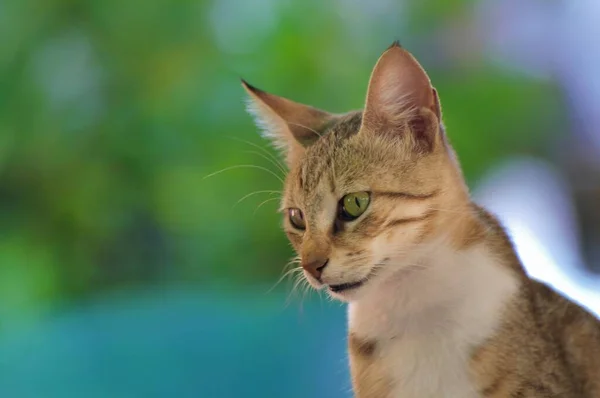 Gray White Stray Cat Staring Intently — Stock Photo, Image