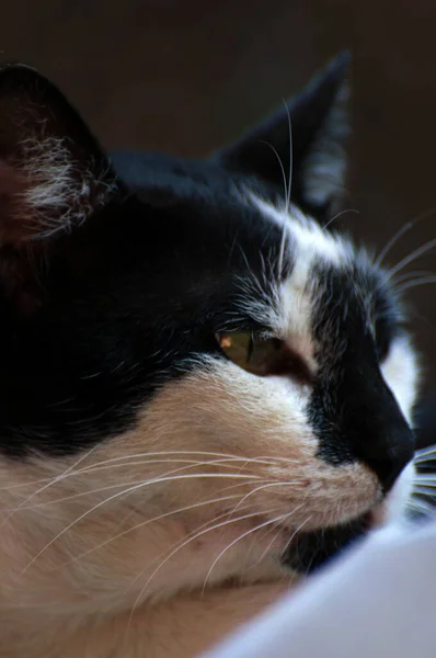 카메라 포즈를 취하고 흑백의 떠돌이 고양이 — 스톡 사진