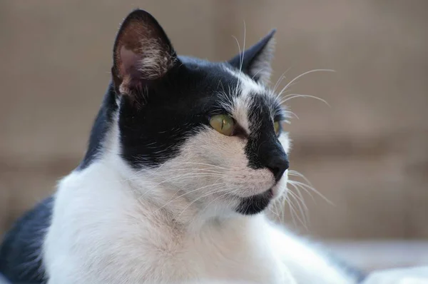 Чорно Білий Бродячий Кіт Позує Камери — стокове фото