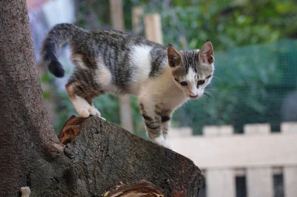 Słodkie Zabłąkany Kot Wspinaczka Drzewo — Zdjęcie stockowe