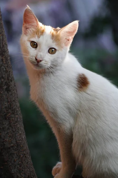 Bonito Gato Vadio Posando Olhando Para Câmera — Fotografia de Stock