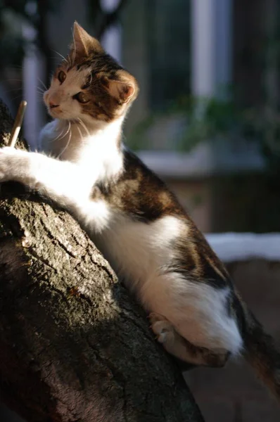 Niedliche Streunende Katze Klettert Auf Einen Baum — Stockfoto