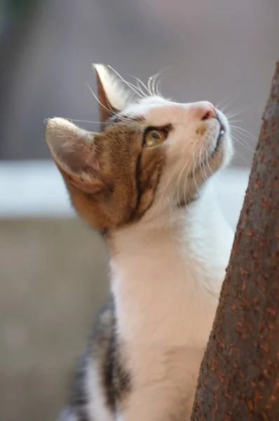 Милий Бродячий Кіт Сходить Дерево — стокове фото