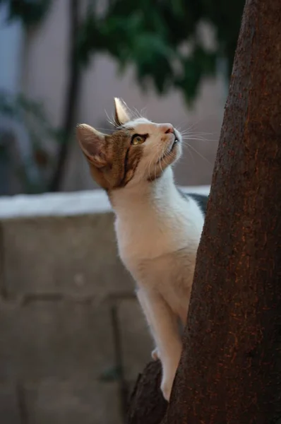 Χαριτωμένη Αδέσποτη Γάτα Σκαρφαλώνει Δέντρο — Φωτογραφία Αρχείου