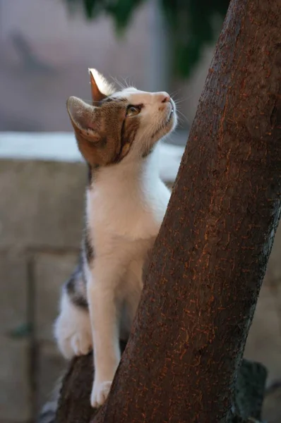 Милая Бродячая Кошка Залезла Дерево — стоковое фото