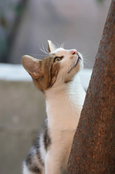 나무에 오르는 귀여운 길잃은 고양이 — 스톡 사진