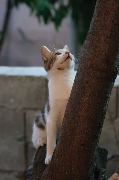 Söt Herrelös Katt Klättra Ett Träd — Stockfoto