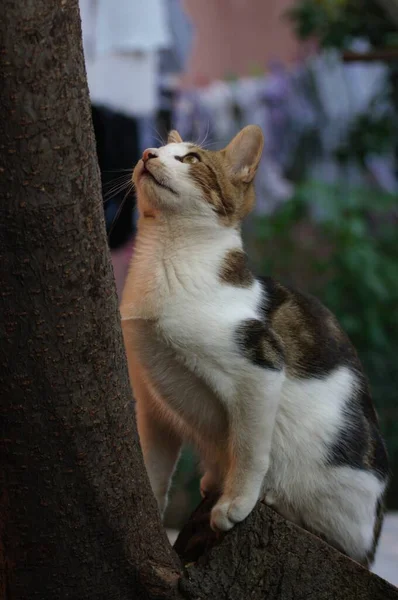 Gato Vadio Bonito Escalando Uma Árvore — Fotografia de Stock