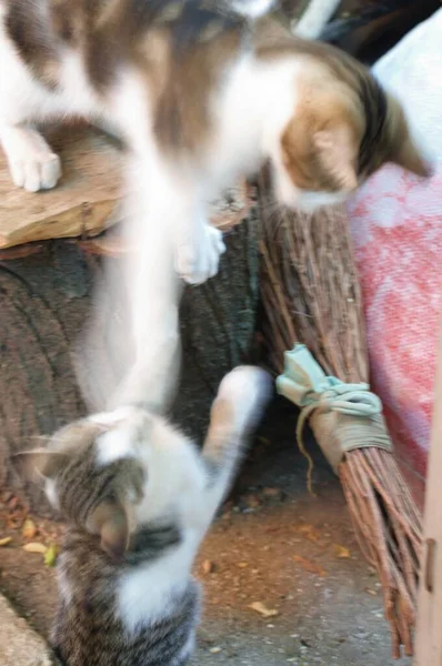 Χαριτωμένες Αδέσποτες Γάτες Παίζουν Μαζί — Φωτογραφία Αρχείου