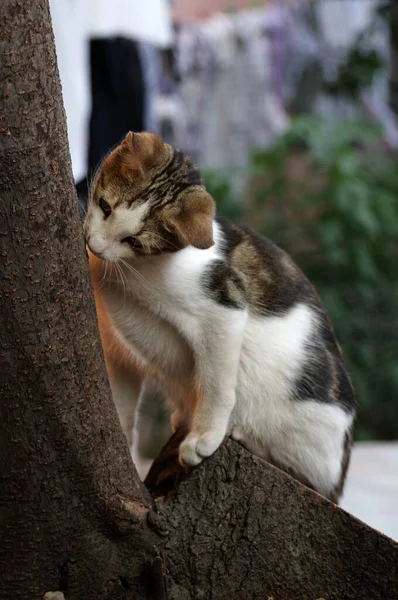 Милий Бродячий Кіт Сходить Дерево — стокове фото