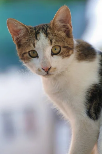 Roztomilá Toulavá Kočka Pózující Kameru — Stock fotografie
