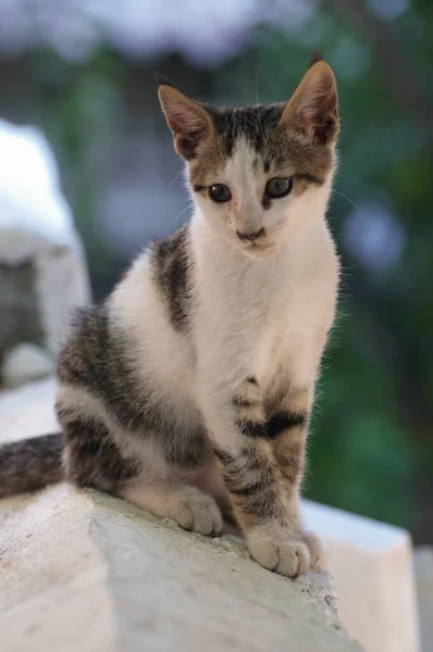 Lindo Gato Callejero Posando Mirando Cámara —  Fotos de Stock