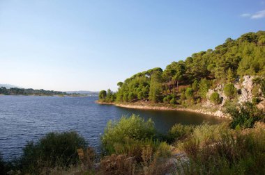 Taş çam ormanı güneşli bir günde, Ege Bölgesi, Türkiye