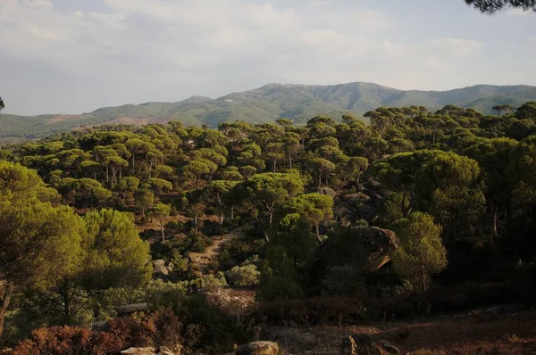Taş Çam Ormanı Güneşli Bir Günde Ege Bölgesi Türkiye — Stok fotoğraf