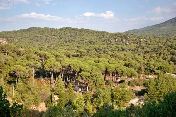 Forêt Pins Pierre Par Une Journée Ensoleillée Région Égéenne Turquie — Photo