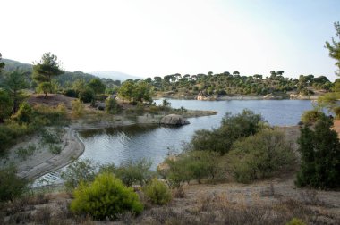 Taş çam ormanı güneşli bir günde, Ege Bölgesi, Türkiye