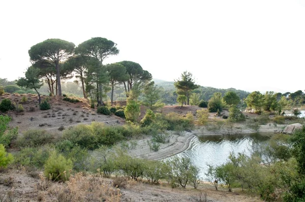 Bosque Pino Piedra Día Soleado Región Del Egeo Turquía — Foto de Stock