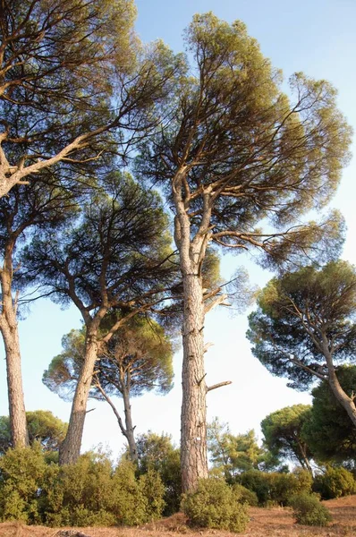 stock image Stone pine forest on a sunny day, Aegean Region, Turkey