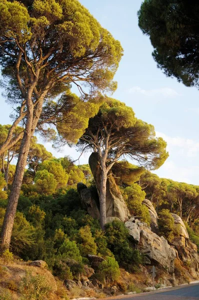 Forêt Pins Pierre Par Une Journée Ensoleillée Région Égéenne Turquie — Photo
