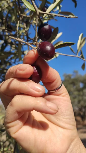 Hand Picking Olives Tree November — Stock Photo, Image
