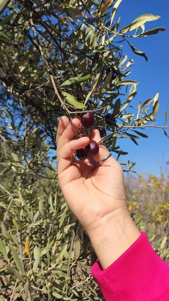 Hand Picking Olives Tree November — Stock Photo, Image
