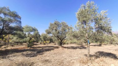 Güney Ege, Mugla, Türkiye 'de zeytin ağaçları ve zeytin ağaçları