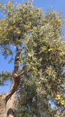 Mavi arkaplanlı dalda yeşil zeytin