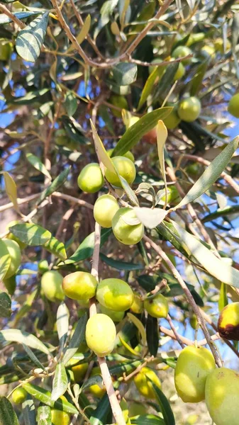 Green Olives Branch Blue Sky Background — Stock Photo, Image