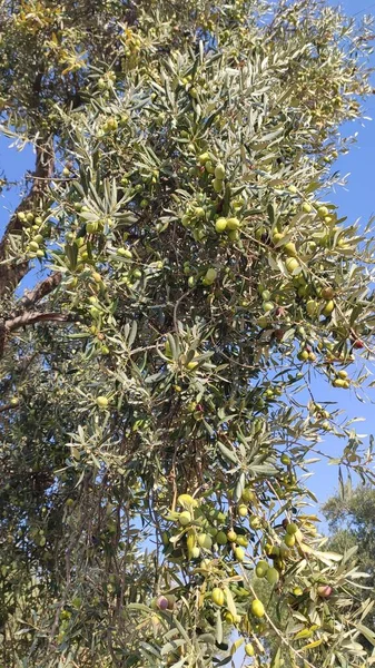 Olives Vertes Sur Branche Avec Fond Bleu Ciel — Photo