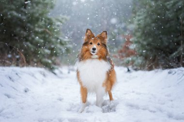 Şiddetli kar yağarken ormanda sevimli bir köpeğin inanılmaz portresi. Küçük pofuduk bir Sheltie ile kış yürüyüşü, arka planda soğuk orman manzarası. Etrafta uçuşan kar taneleri. Yüksek kaliteli kopya alanı fotoğrafı.