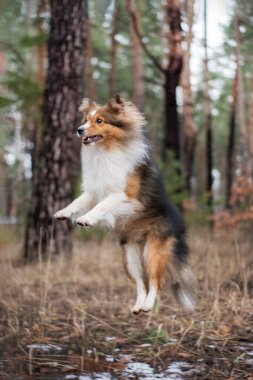 Köpek atlamak ve ormanda eğlenmek. Kızıl saçlı kabarık tüylü Sheltie doğa yürüyüşü sırasında köpek numaraları yapıyor..
