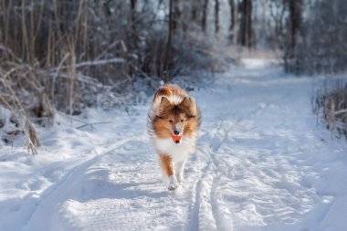 Güzel kızıl saçlı kabarık tüylü Sheltie etrafta karla birlikte kış ormanı yolunda koşuyor. Köpek doğada topla oynuyor..