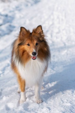 Kızıl köpeğin portresi, karlı kış ormanlarında yürüyüş yapan Sheltie 'yi besler.. 