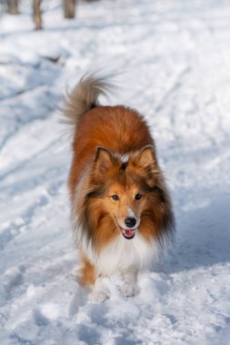 Aktif kızıl saçlı kabarık tüylü Sheltie kış ormanında her yerde karla oynuyor. Doğa yürüyüşü..