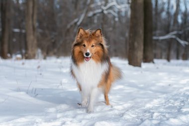 Kış ormanında her tarafı karla kaplı güzel kızıl saçlı kabarık Sheltie. Doğa yürüyüşü..