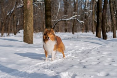 Kış ormanında her tarafı karla kaplı güzel kızıl saçlı kabarık Sheltie. Doğa yürüyüşü. Yatay kopyalama alanı resmi.