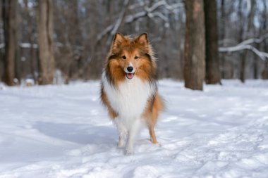 Kış ormanında her tarafı karla kaplı güzel kızıl saçlı kabarık Sheltie. Doğa yürüyüşü..