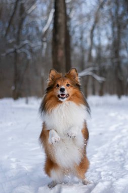 Kızıl saçlı bir köpeğin portresi karda numaralar yapıyor. Aktif Sheltie patileri güzel ormanda güzel güzel oturuyor..