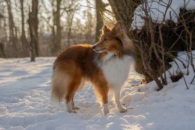 Red-haired Sheltie standing in sunny snowy forest. Dog walk in the nature with beautiful background. clipart