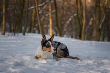 Doğa yürüyüşü. Mavi, kısa saçlı bir Border Collie 'nin portresi güneşli bir ormanda, güzel bir kış manzarası ile karın üzerinde yatıyordu..