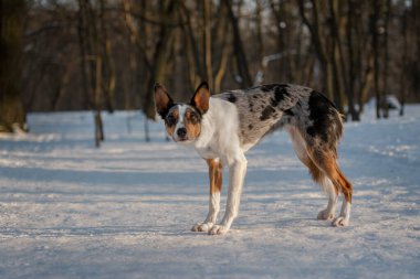 Cute dog walking in the nature. Portrait of a blue merle short-haired Border Collie standing in snowy sunny forest with beautiful winter landscape. clipart