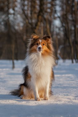 Small fluffy dog sitting in snowy forest. Red-haired Shetland Sheepdog posing in winter nature. clipart