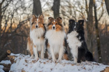 Şirin küçük Shelties ailesi. Kış ormanında birlikte oturan üç güzel köpek. Güneşli bir arka plan, Shetland Çoban Köpekleri kulübesi ile doğa yürüyüşü.. 