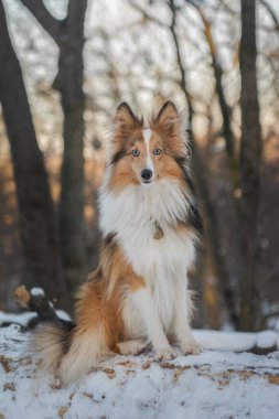 Portrait of a cute dog in snowy forest with beautiful sunny background. Red merle Shetland Sheepdog puppy with bright blue eyes looking at the camera and posing. clipart