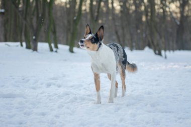 Kar ormanındaki sevimli bir köpeğin portresi. Collie Sınırı doğada yürüyor, güzel bir arkaplan, uzay resmini kopyala.