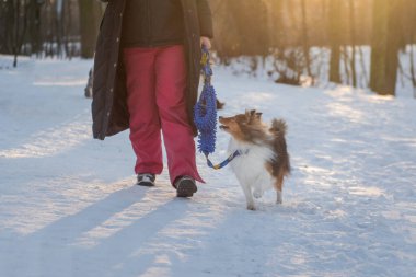 Kış parkında elinde oyuncak tasmalı evcil bir köpekle dolaşan bir kadın. Güzel günbatımı arka planında köpek eğitimi.