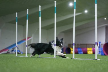 Hızlı Shetland Çoban Köpeği Yarışma boyunca köpek çevikliği, fotokopi alanı, inanılmaz köpek eğitimi 