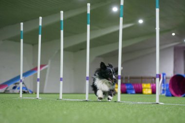 Hızlı Shetland Çoban Köpeği Yarışma boyunca köpek çevikliği, fotokopi alanı, inanılmaz köpek eğitimi 