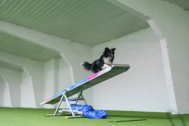 Hızlı Shetland Çoban Köpeği çeviklik yarışmasında testere yapıyor.