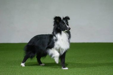 Güzel Shetland çoban köpeği ayakta duruyor ve sahibine bakıyor çeviklik kursu yarışmasına hazırlanıyor.